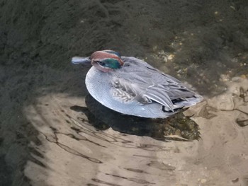 Eurasian Teal 平和の森公園、妙正寺川 Thu, 11/3/2022