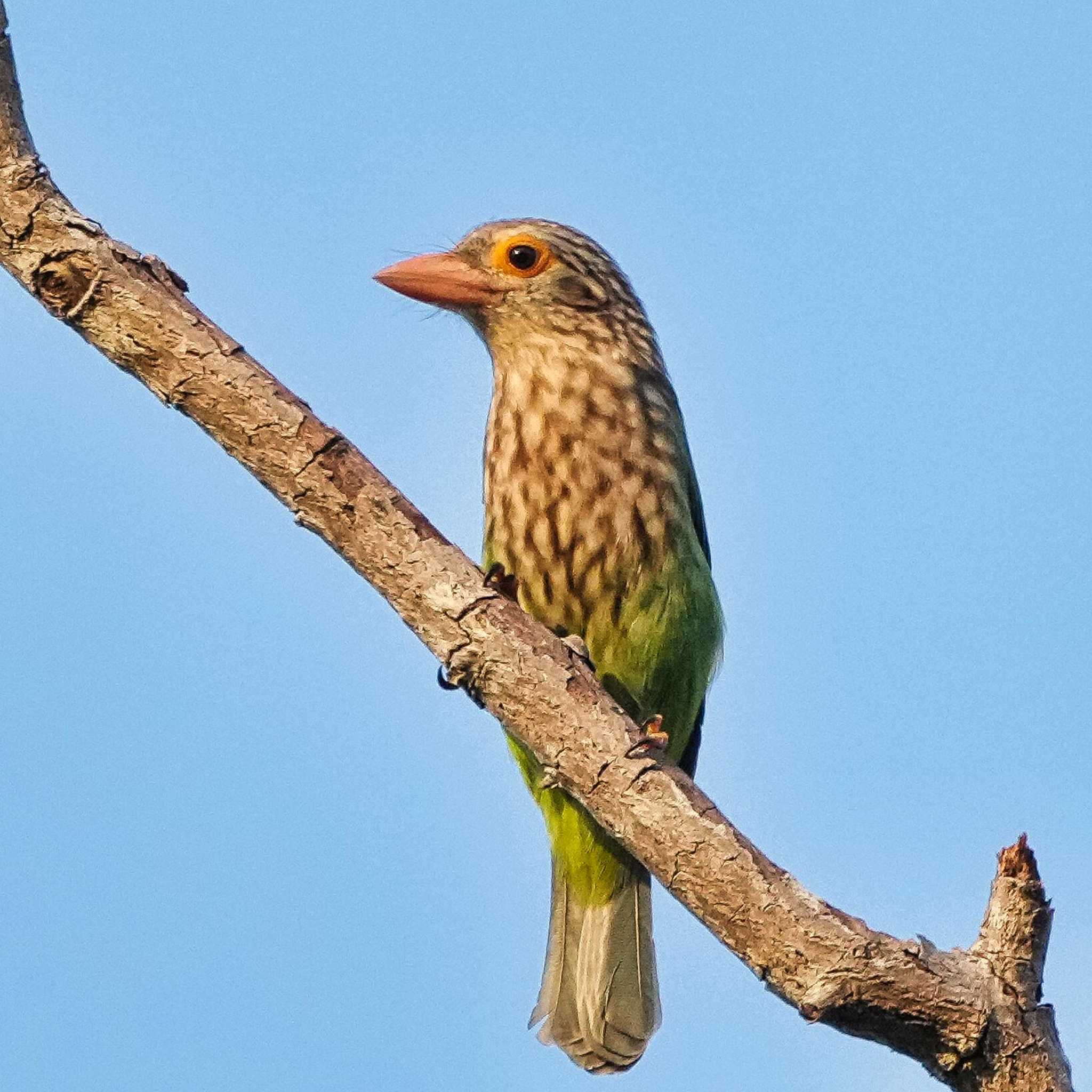 Khao Mai Keao Reservation Park シロボシオオゴシキドリの写真 by span265