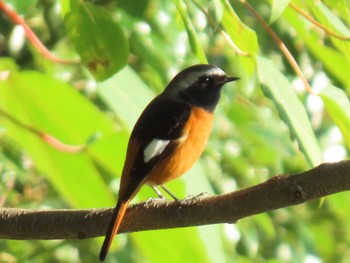 Daurian Redstart Mizumoto Park Wed, 11/2/2022