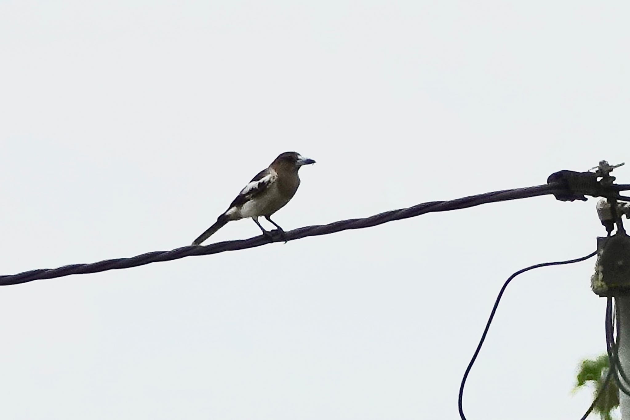 Pied Butcherbird