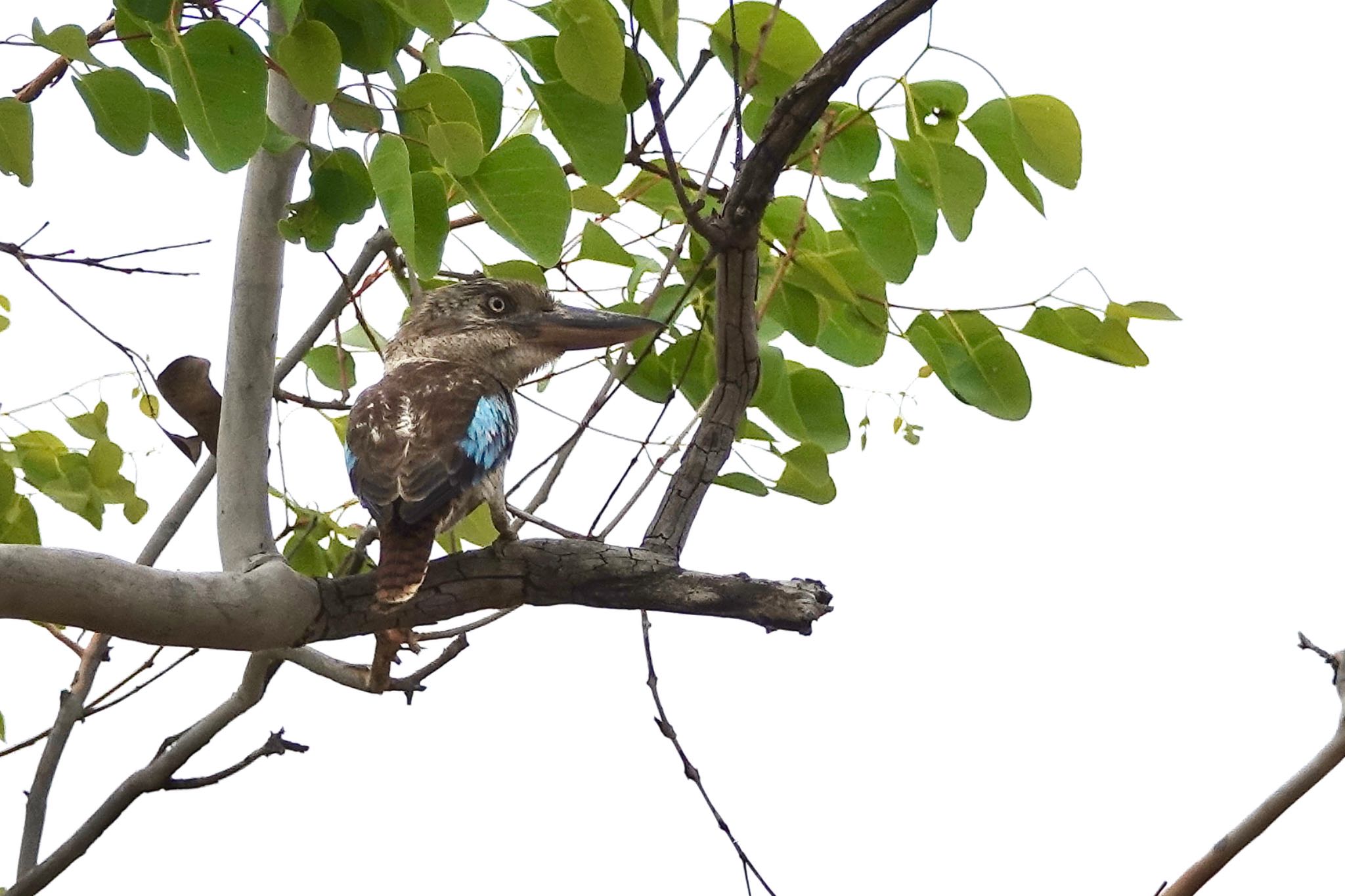 Blue-winged Kookaburra