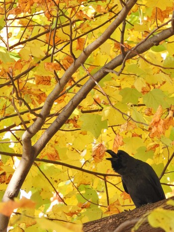 Carrion Crow 羽根木公園 Thu, 11/3/2022