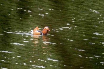 Mandarin Duck 佐賀県唐津市 Wed, 1/31/2018