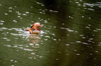 Mandarin Duck 佐賀県唐津市 Wed, 1/31/2018