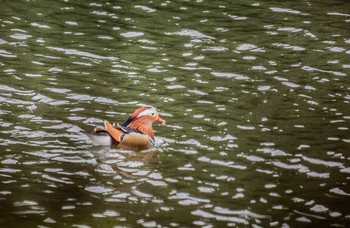 Mandarin Duck 佐賀県唐津市 Wed, 1/31/2018