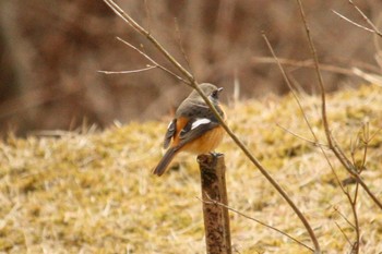 ジョウビタキ 清和県民の森 2018年2月18日(日)