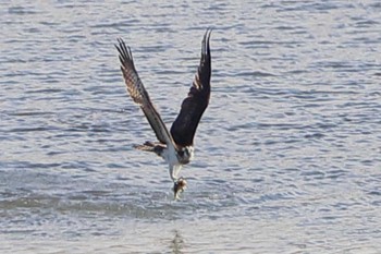 Osprey 大阪狭山市内 Thu, 11/3/2022