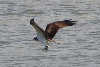 Osprey 大阪狭山市内 Thu, 11/3/2022