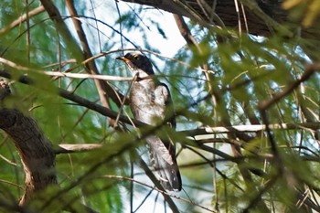 Oriental Cuckoo 浜名湖 Thu, 11/3/2022