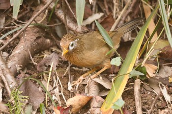 ガビチョウ 三ツ池公園(横浜市鶴見区) 2022年11月3日(木)