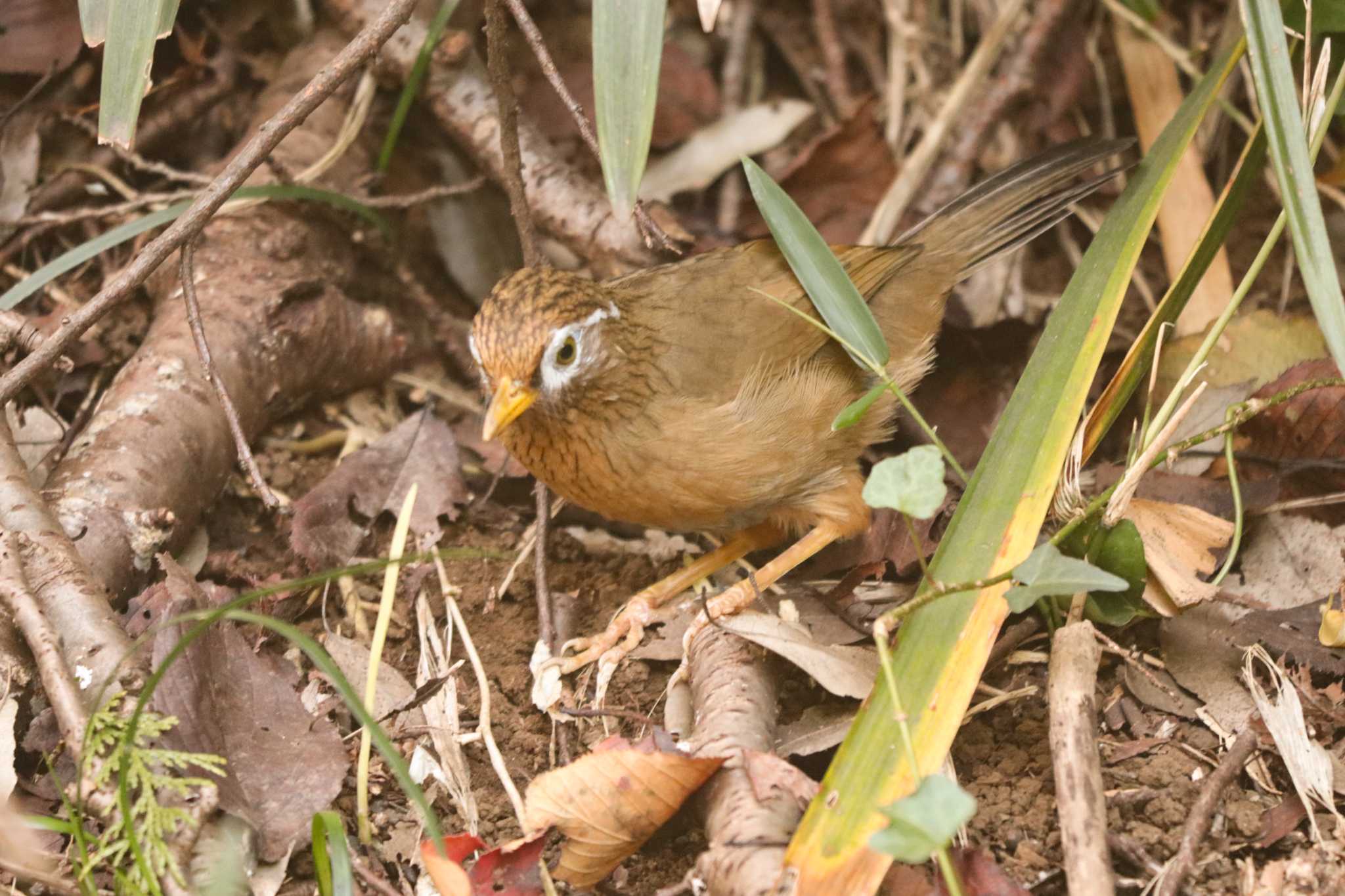 ガビチョウ