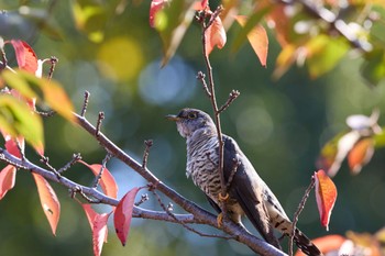 Thu, 11/3/2022 Birding report at 千里南公園