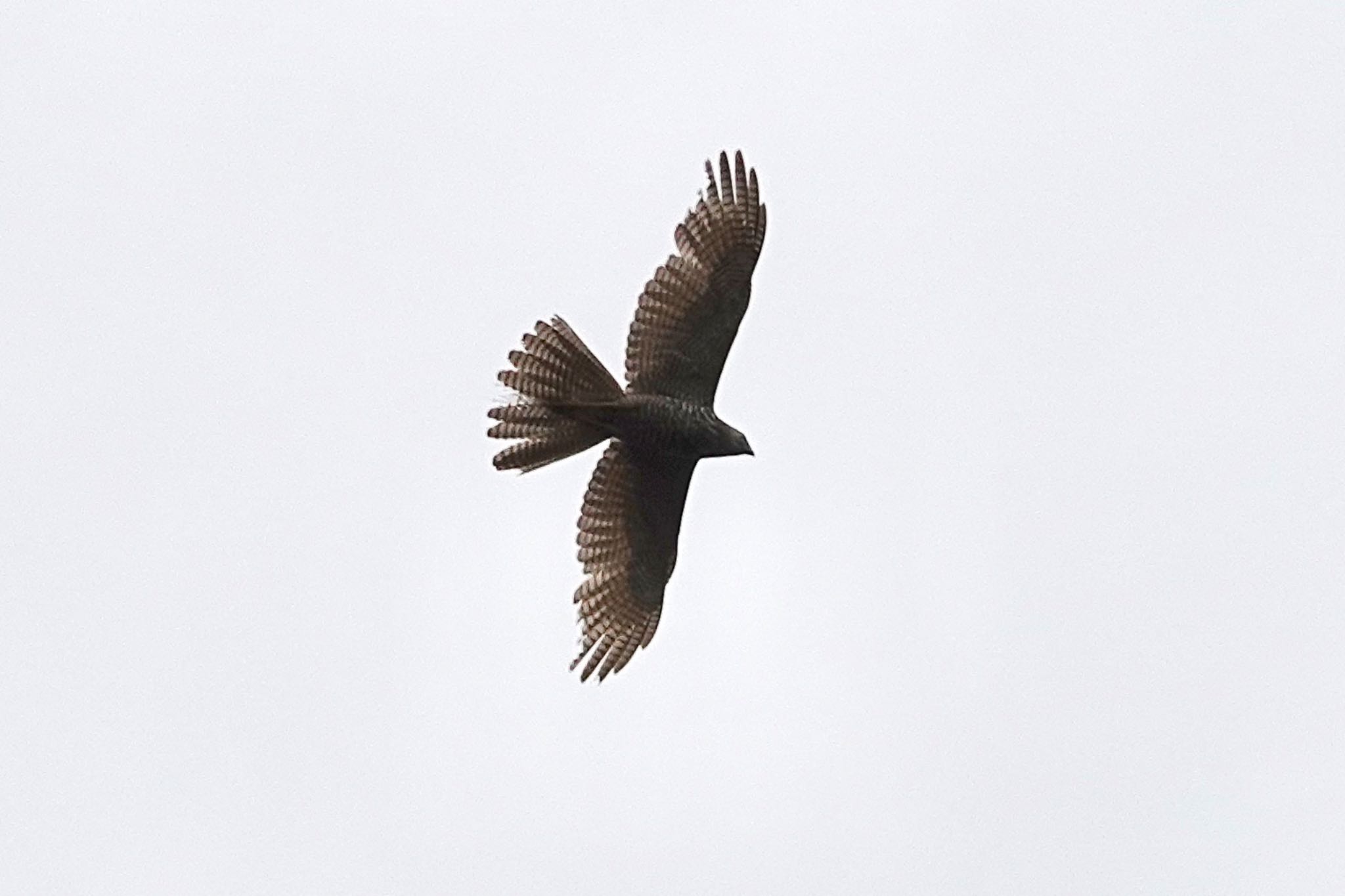 Brown Goshawk