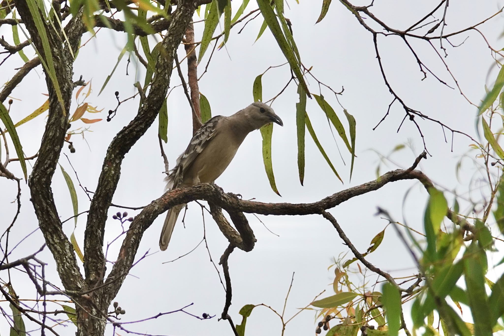 QLD,Australia オオニワシドリの写真 by のどか