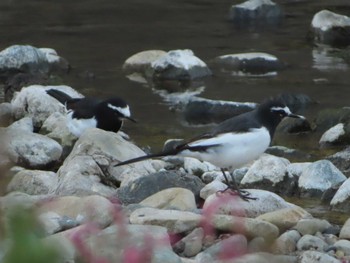 2022年11月3日(木) 境川(境橋付近)の野鳥観察記録