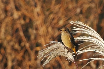 2022年11月3日(木) 恩田川(鶴見川合流点付近)の野鳥観察記録