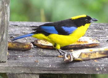 Blue-winged Mountain Tanager アンデス Unknown Date