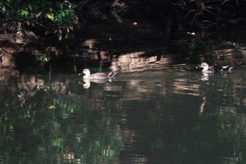 カルガモ 福岡県 2022年11月3日(木)