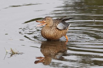 2022年10月27日(木) 境川遊水地公園の野鳥観察記録