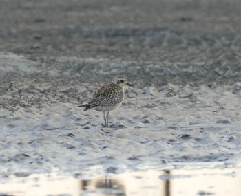 Thu, 11/3/2022 Birding report at Sambanze Tideland