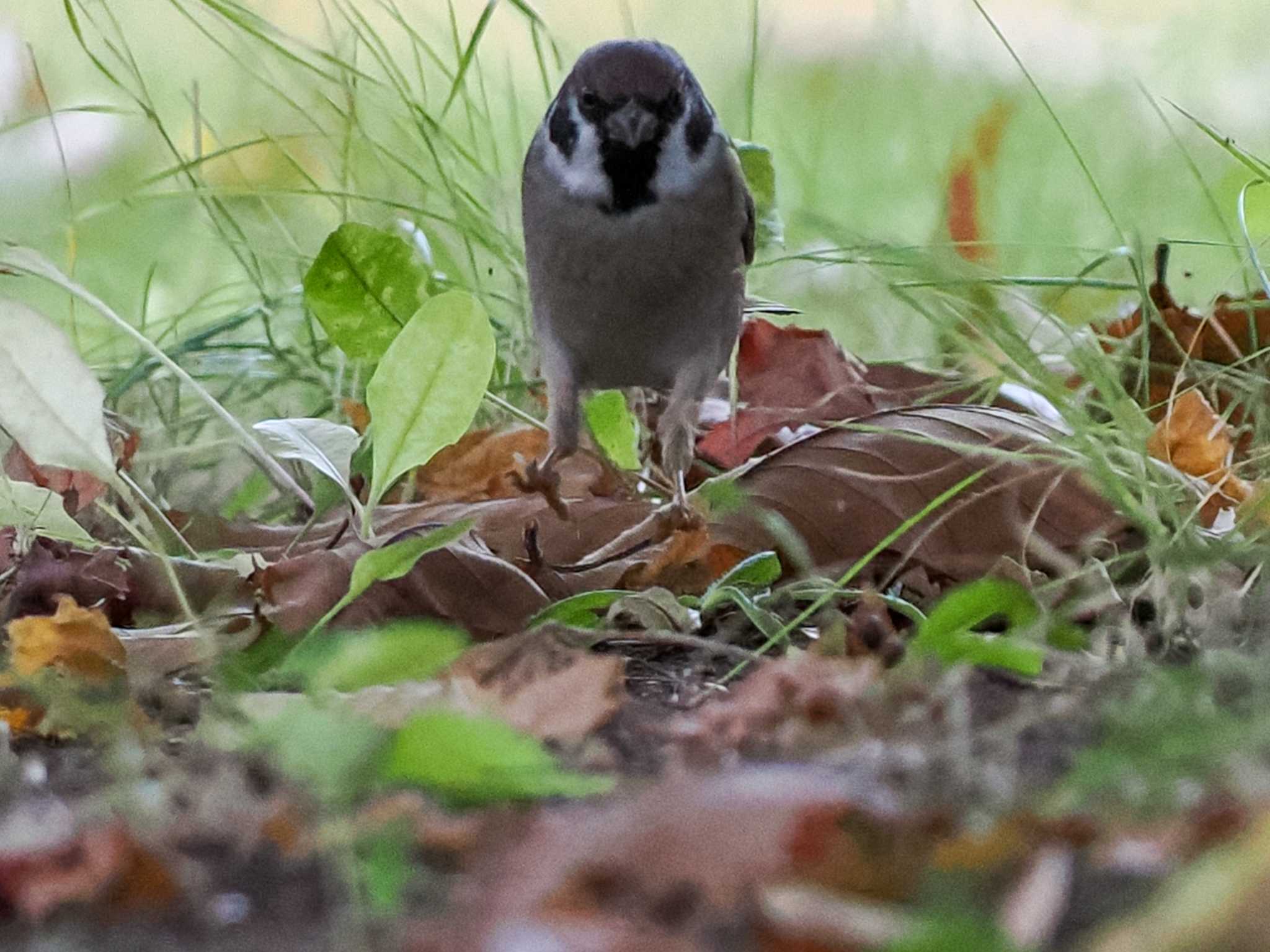 スズメ