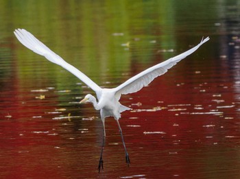 Thu, 11/3/2022 Birding report at 中島公園