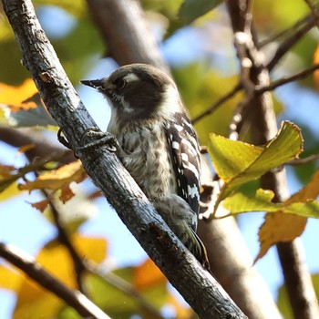 コゲラ 東京港野鳥公園 2022年11月3日(木)