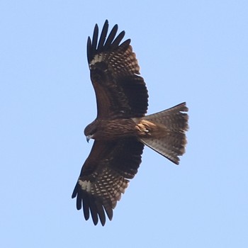 Black Kite Tokyo Port Wild Bird Park Thu, 11/3/2022