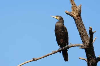 カワウ 東京港野鳥公園 2022年11月3日(木)