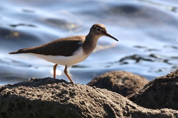 Common Sandpiper Tokyo Port Wild Bird Park Thu, 11/3/2022