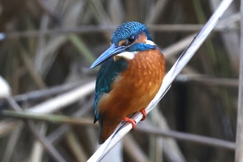 Common Kingfisher Tokyo Port Wild Bird Park Thu, 11/3/2022
