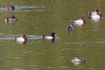 Tufted Duck Tokyo Port Wild Bird Park Thu, 11/3/2022