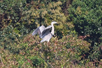2022年11月3日(木) 東京港野鳥公園の野鳥観察記録