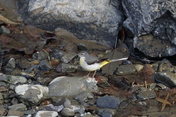 Grey Wagtail 芥川 Sat, 2/17/2018