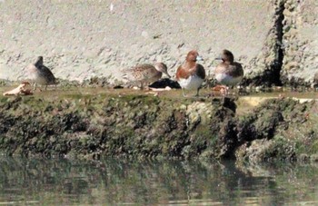 2022年11月3日(木) 美濃川河口(知多市)の野鳥観察記録