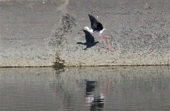 2022年11月3日(木) 土留木川河口(東海市)の野鳥観察記録