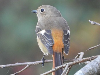 ジョウビタキ 青葉山公園 2022年11月3日(木)