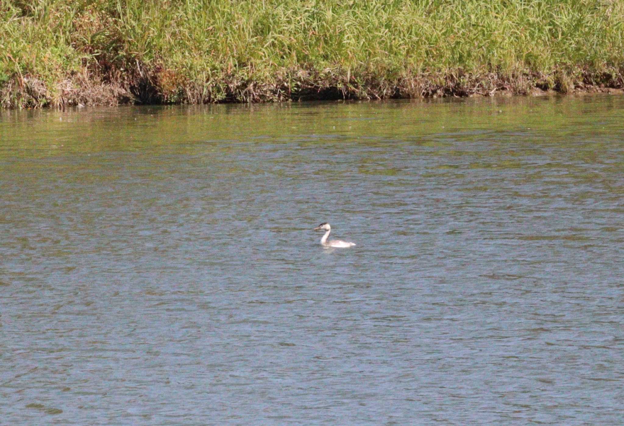 Great Crested Grebe