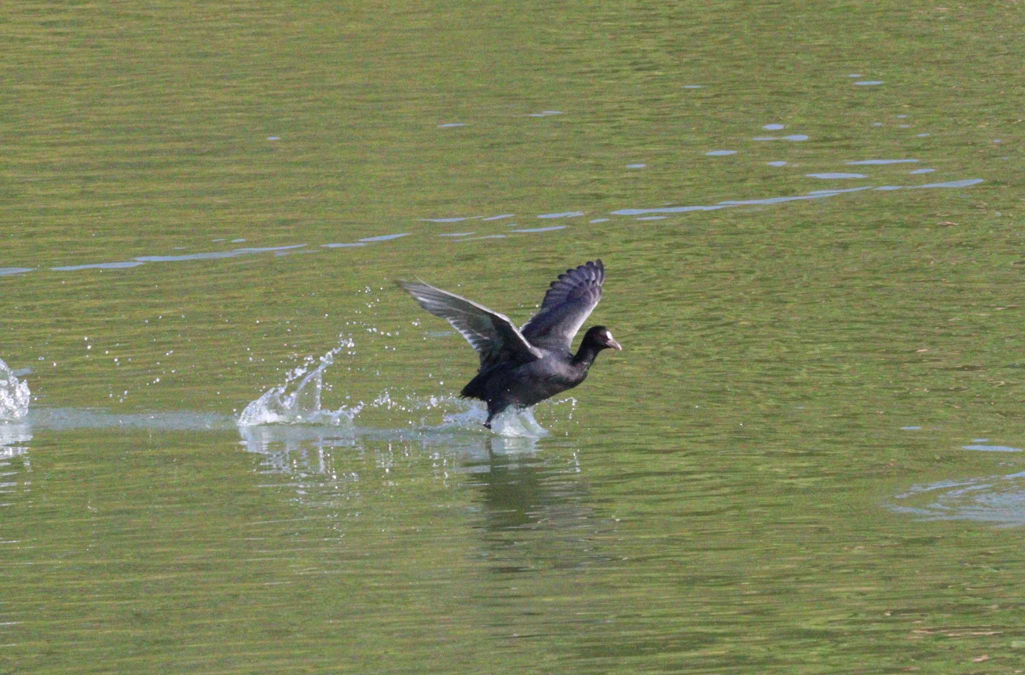 Eurasian Coot