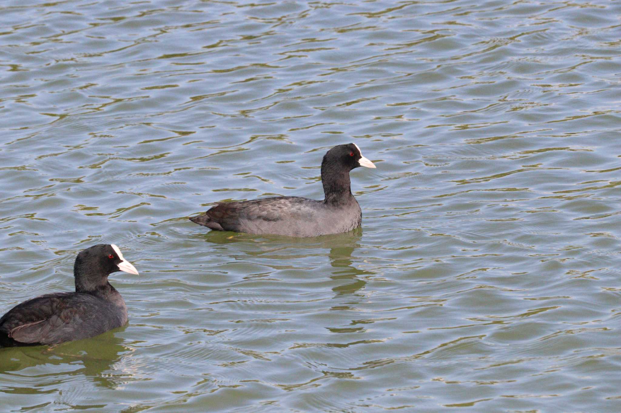 Eurasian Coot