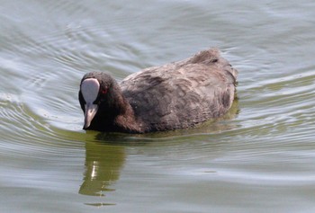 2022年11月3日(木) 七本木池公園(半田市)の野鳥観察記録