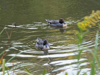 Northern Pintail 称名寺 Thu, 11/3/2022