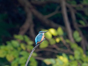 カワセミ 称名寺 2022年11月3日(木)