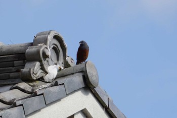 Blue Rock Thrush 芥川 Sat, 2/17/2018