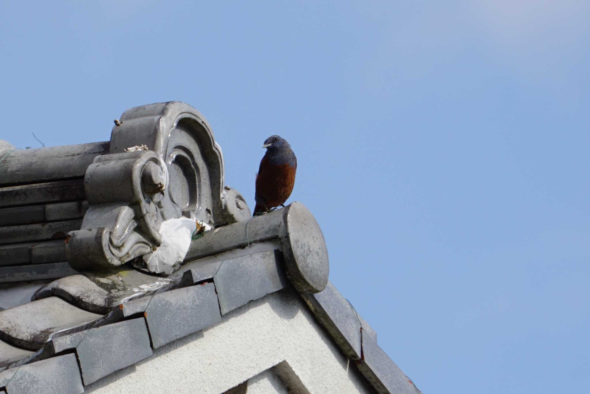 Photo of Blue Rock Thrush at 芥川 by マル