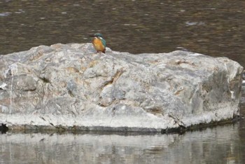 Common Kingfisher 芥川 Sat, 2/17/2018