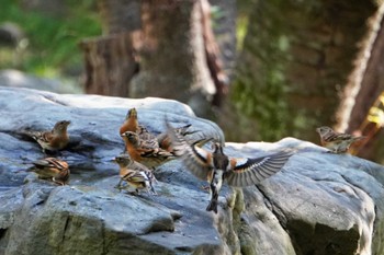 Brambling 大阪府 Thu, 11/3/2022