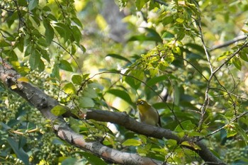 Warbling White-eye 大阪府 Thu, 11/3/2022