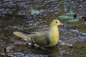 White-bellied Green Pigeon 大阪府 Thu, 11/3/2022