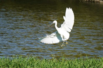 Little Egret 大阪府 Thu, 11/3/2022